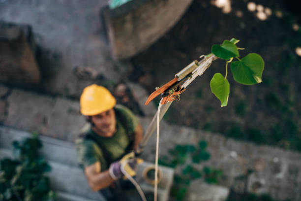 Best Fruit Tree Pruning  in Fair Oaks, CA